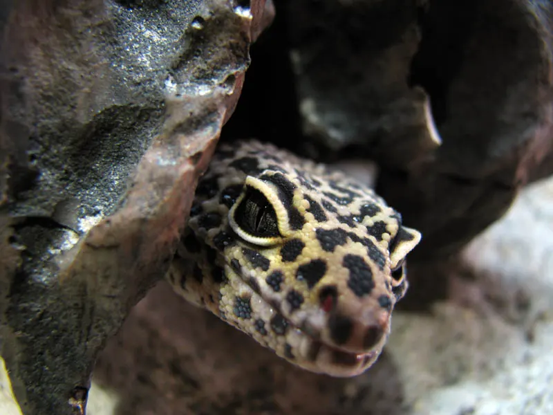 A leopard gecko looking out from a hide in its terrarium